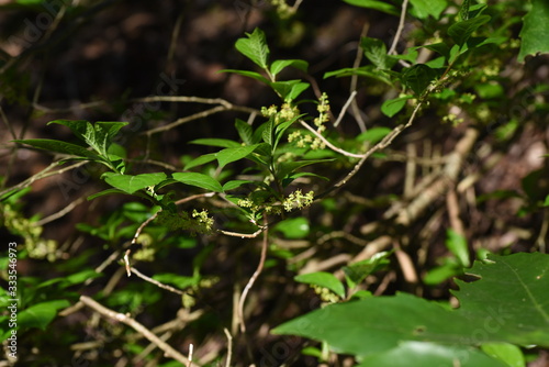 Orixa japonica male flowers / Rutaceae deciduous shrub.