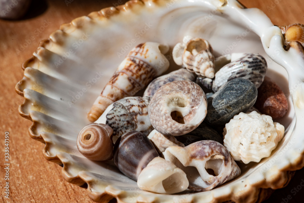 seashells a cheerful and summery ensemble from the bottom of the sea on a diffuse and colorful background that evokes the tranquility and serenity of the environment from which they come seashells a cheerful and summery ensemble from the bottom of the sea on a diffuse and colorful background that evokes the tranquility and serenity of the environment from which they come
