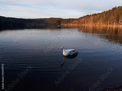 A beautiful white swan in the water - Oslo, lake Sognsvann 