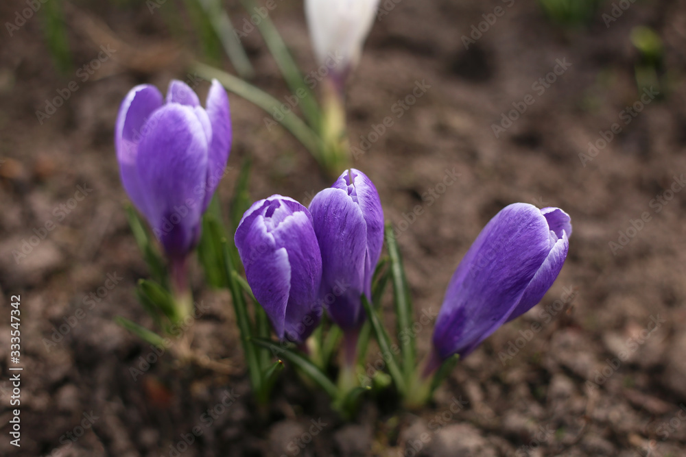 Closed purple crocuses in a cold spring morning. Closed purple crocuses in a cold spring morning.