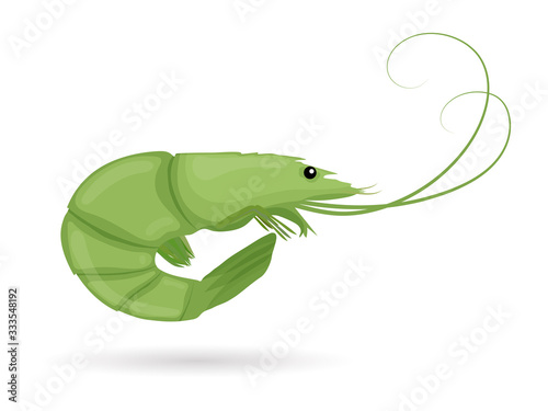 Green shrimp. Raw tiger prawn. Shrimp isolated on white background. Vector illustration.