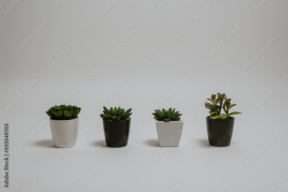 Plantas Plantas