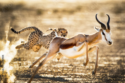 Cheetah chasing after a Springbok in the Kgalagadi National Park, South Africa