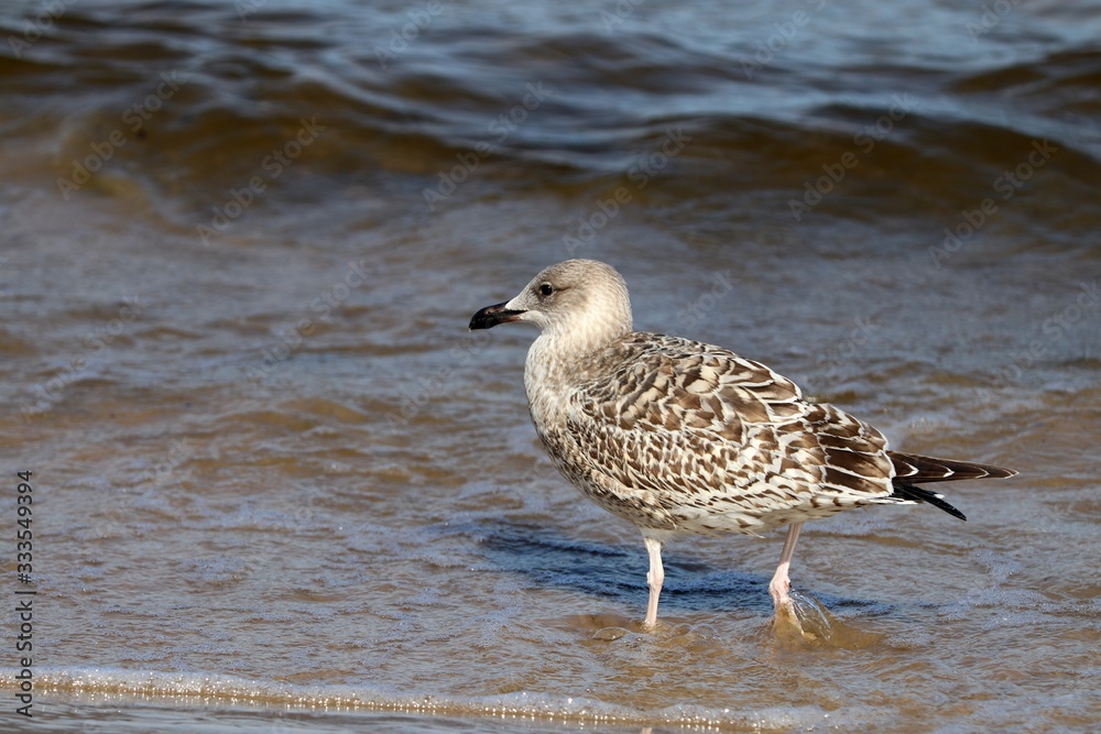 Seagull standing on the water Seagull standing on the water