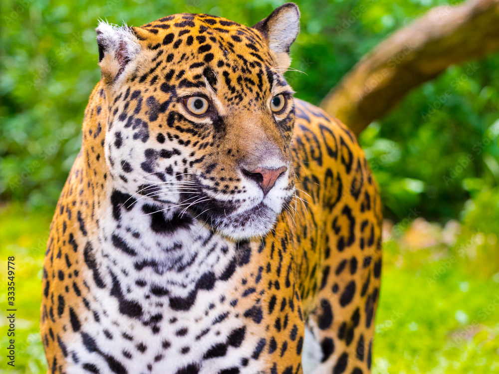 Fototapeta premium Portrait of an adult spotted female jaguar