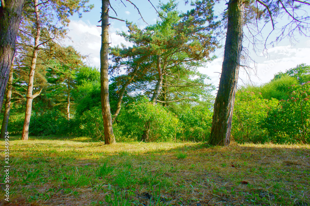Trees in the park area of the city. Trees in the park area of the city.