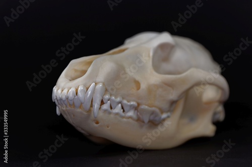 Skull of a golden jackal, Canis aureus