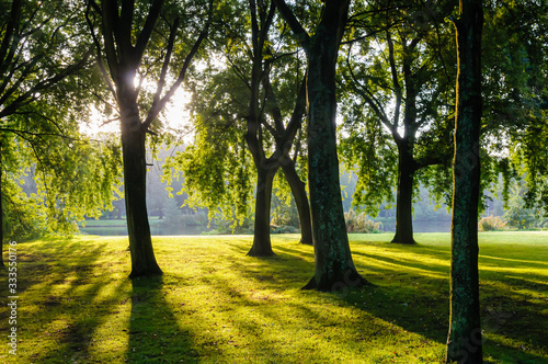 Photography Sun shining through the trees in Rembrandtpark, Amsterdam during sunrise