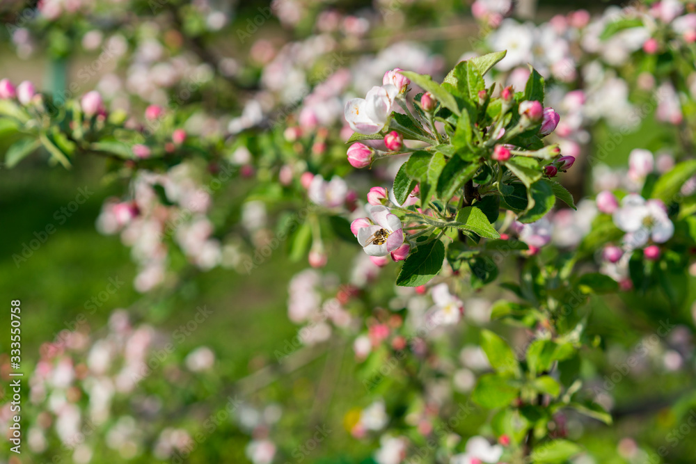 Honey bee pollinating apple blossom. The Apple tree blooms. honey bee collects nectar on the flowers apple trees. Bee sitting on an apple blossom. Spring flowers Honey bee pollinating apple blossom. The Apple tree blooms. honey bee collects nectar on the flowers apple trees. Bee sitting on an apple blossom. Spring flowers