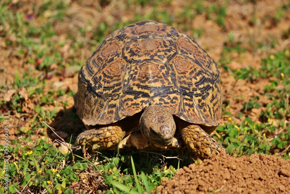 Leopard tortoise at Addo Elephant National Park Leopard tortoise at Addo Elephant National Park