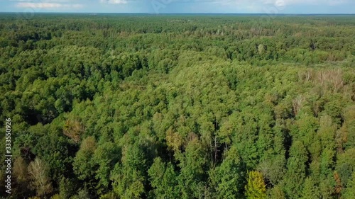Aerial view of endless forest and cloudy blue sky - tilt up