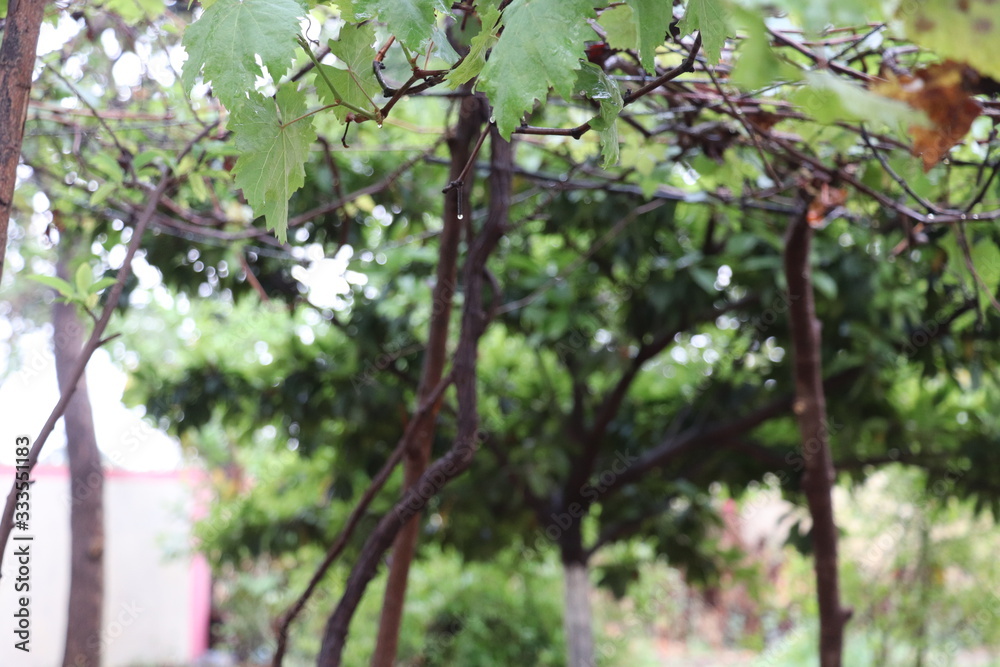 GRAPE CREEPER WITH IN DEPTH FOCUS