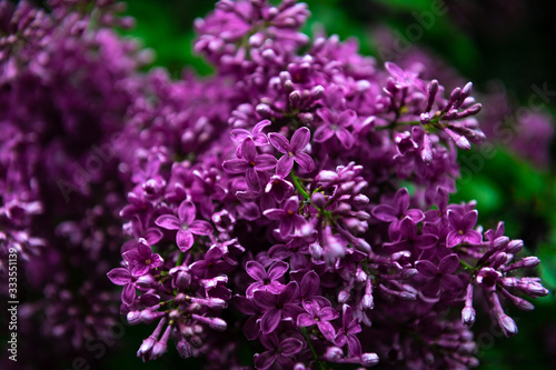 Lilac garden trees under the rain nature spring time botany 