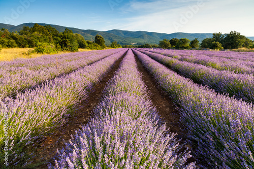 Lines of lavender flowers  Provence  France