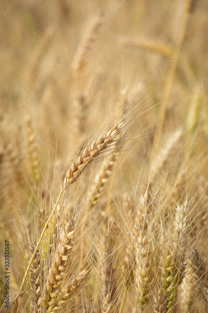 Closeup of ears of golden wheat on the field Closeup of ears of golden wheat on the field