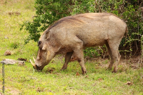 Warthog grazing at Addo Elephant National Park