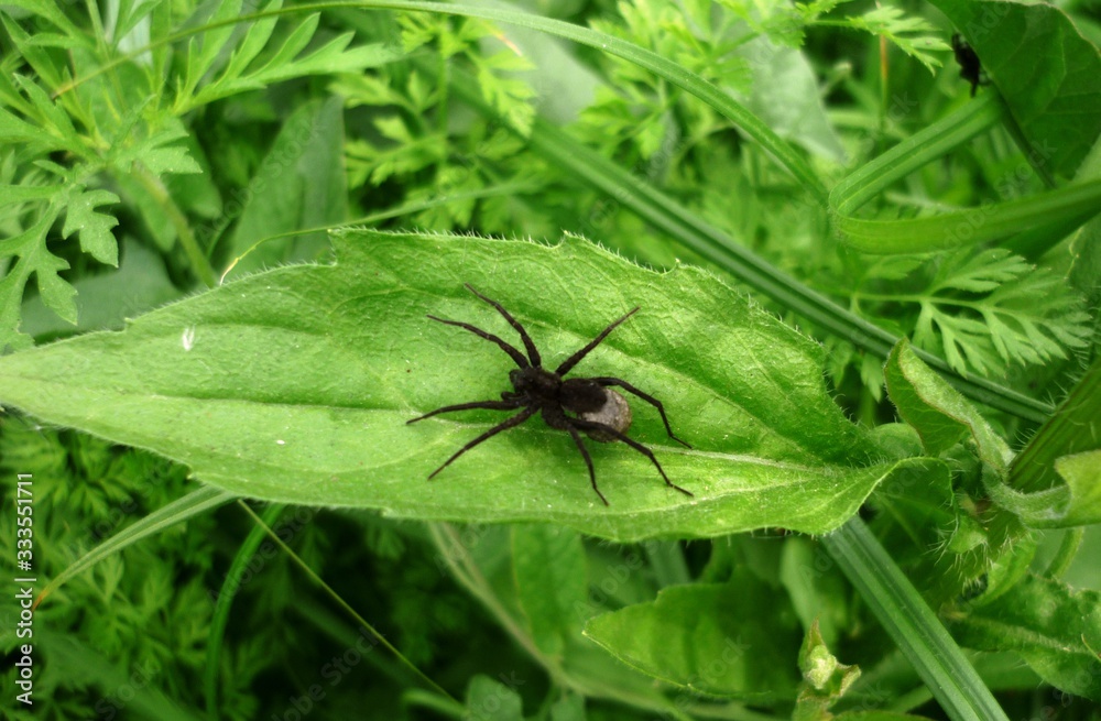 spider on leaf spider on leaf