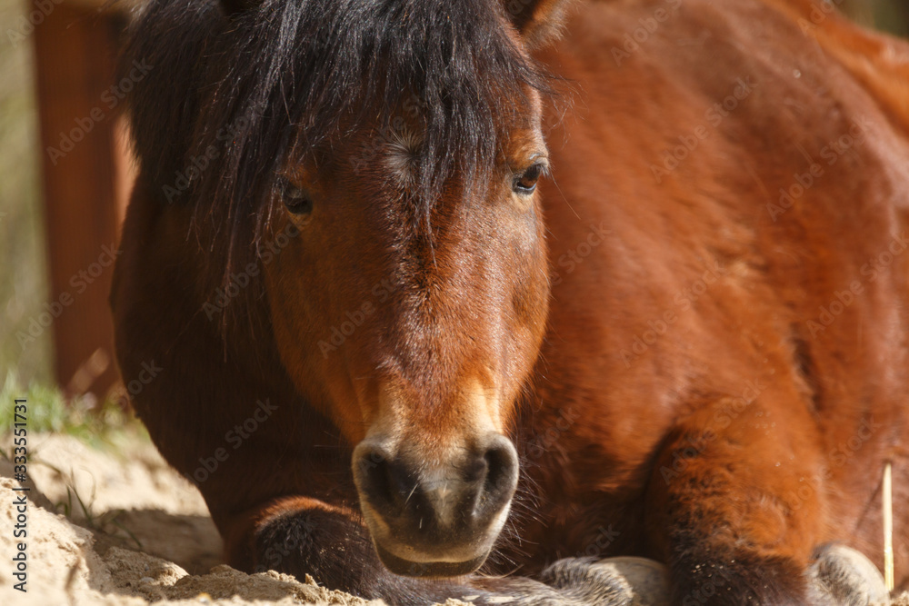 Braunes Pony ruht in der Sonne
