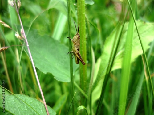 grasshopper on green grass