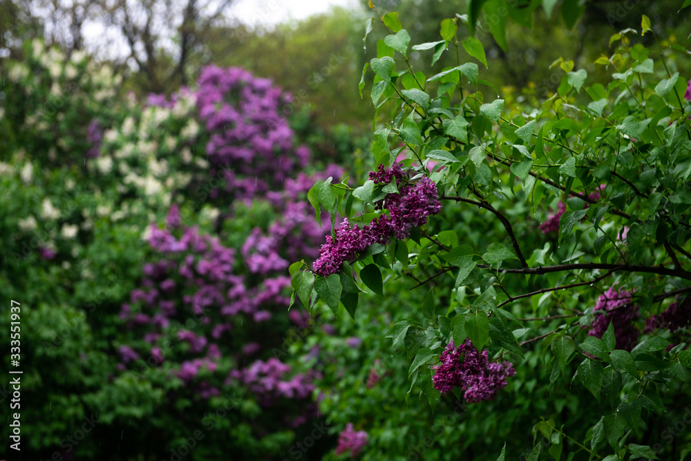 Lilac garden trees under the rain nature spring time botany Lilac garden trees under the rain nature spring time botany