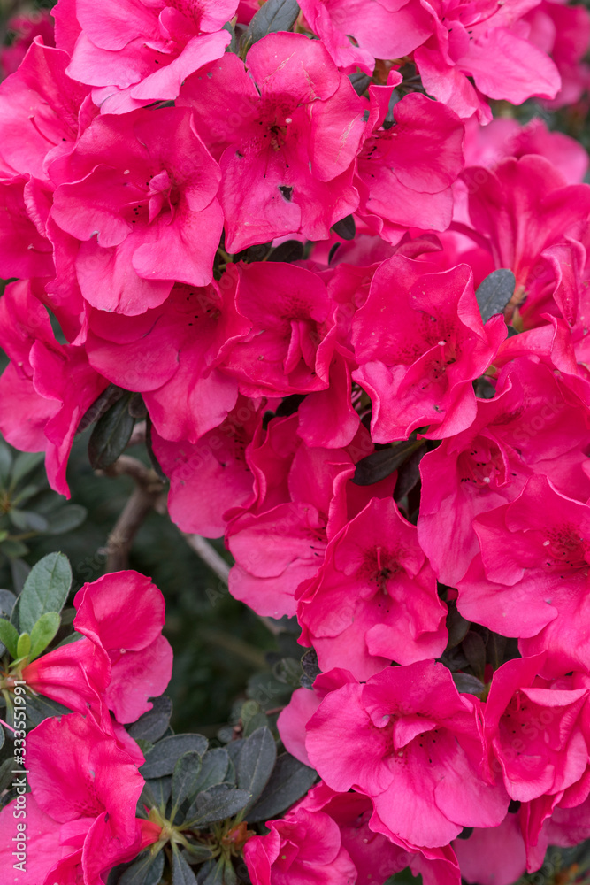 azalea blossom, red color. Flowering purple azaleas in the winter garden. Horizontal closeup image of Rhododendron. Season of flowering azaleas. vertical photo azalea blossom, red color. Flowering purple azaleas in the winter garden. Horizontal closeup image of Rhododendron. Season of flowering azaleas. vertical photo