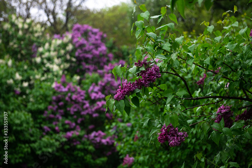 Lilac garden trees under the rain nature spring time botany 