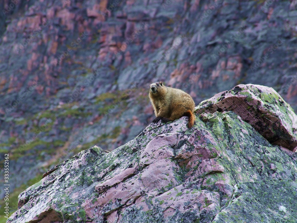 Hoary marmot on pink rock in the Canadian Rocky Mountain, Alberta Hoary marmot on pink rock in the Canadian Rocky Mountain, Alberta