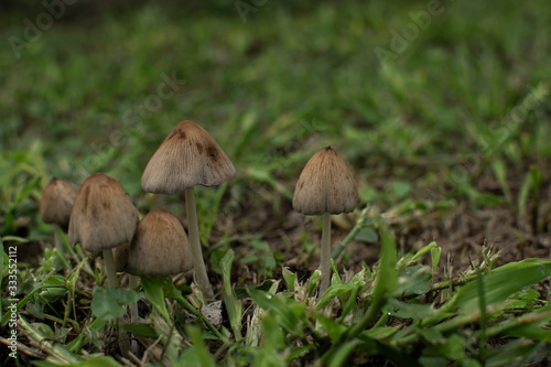 hongos entre maleza y pastizales pasto verdes tierra húmeda