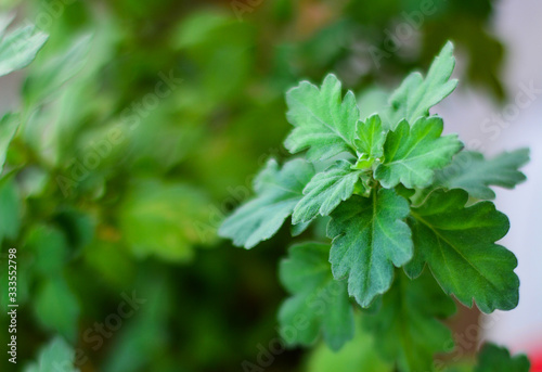geranium leafs closeup