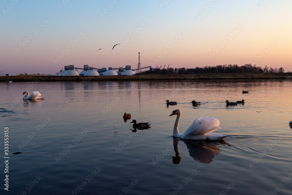 Swan in pink sunset with urban environment in background.