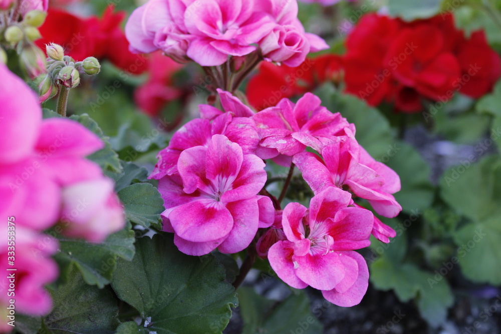 Pink flowers in Rome Italy Pink flowers in Rome Italy