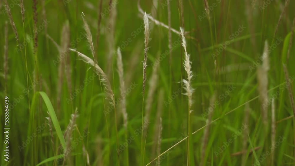 Video of Cogon Grass flowering with a gentle breeze. This video has a blurry or bokeh effect. This recording is with smooth camera movements. Video of Cogon Grass flowering with a gentle breeze. This video has a blurry or bokeh effect. This recording is with smooth camera movements.