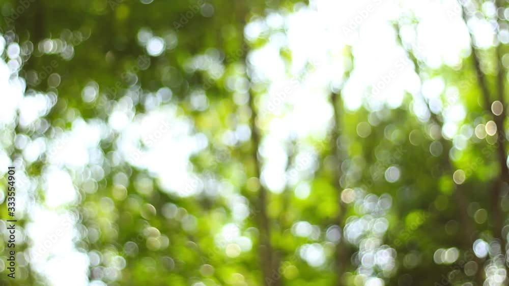 Video blur or bokeh light effects on the corner of the leaves in Borneo or Kalimantan tropical rainforest. Video blur or bokeh light effects on the corner of the leaves in Borneo or Kalimantan tropical rainforest.