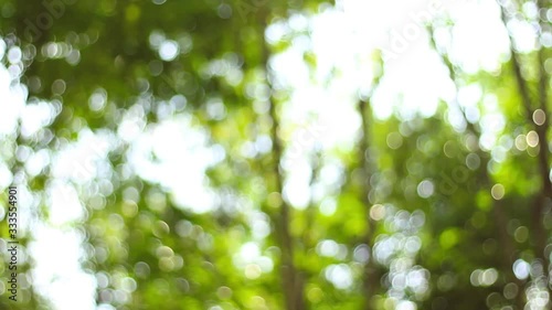 Video blur or bokeh light effects on the corner of the leaves in Borneo or Kalimantan tropical rainforest.