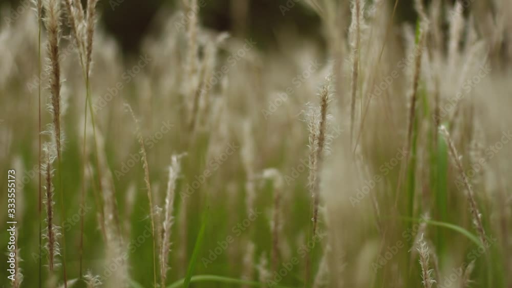 Video of Cogon Grass flowering with a gentle breeze. This video has a blurry or bokeh effect. This recording is with smooth camera movements. Video of Cogon Grass flowering with a gentle breeze. This video has a blurry or bokeh effect. This recording is with smooth camera movements.