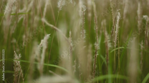 Video of Cogon Grass flowering with a gentle breeze. This video has a blurry or bokeh effect. This recording is with smooth camera movements.
