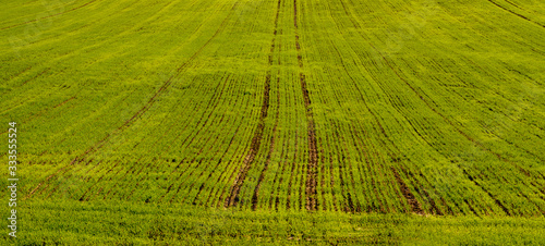 rows of cereals in the field