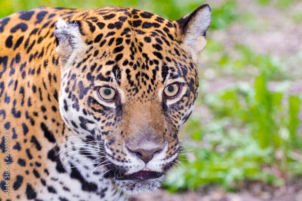 Obraz premium Portrait of an adult spotted female jaguar