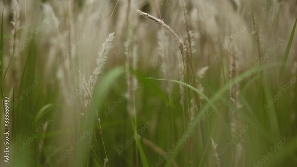 Video of Cogon Grass flowering with a gentle breeze. This video has a blurry or bokeh effect. This recording is with smooth camera movements. Video of Cogon Grass flowering with a gentle breeze. This video has a blurry or bokeh effect. This recording is with smooth camera movements.