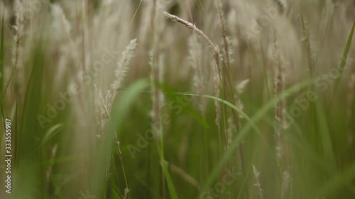 Video of Cogon Grass flowering with a gentle breeze. This video has a blurry or bokeh effect. This recording is with smooth camera movements.