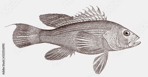 Black sea bass centropristis striata, venomous marine grouper from the Western Atlantic Ocean in side view