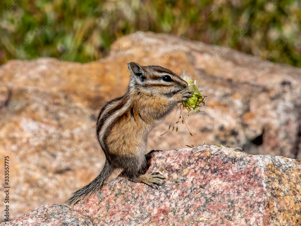 Obraz premium chipmonk eating flower