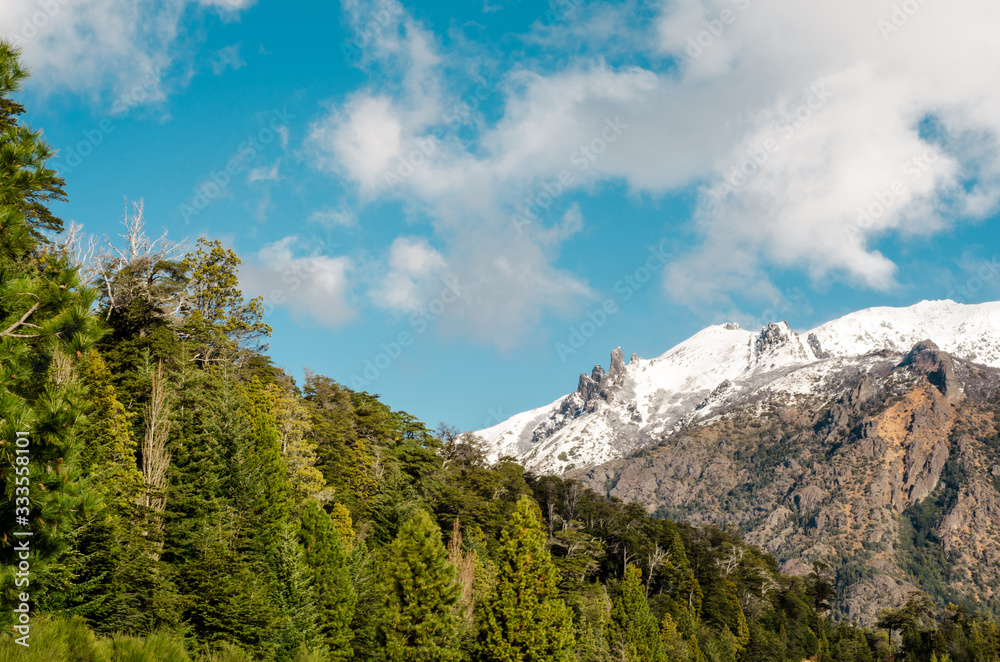 Fototapeta premium patagonia's trees