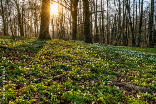 Hamburg, Germany. Forest and hiking trails near river Alster (German: Alstertal) in the spring. photo