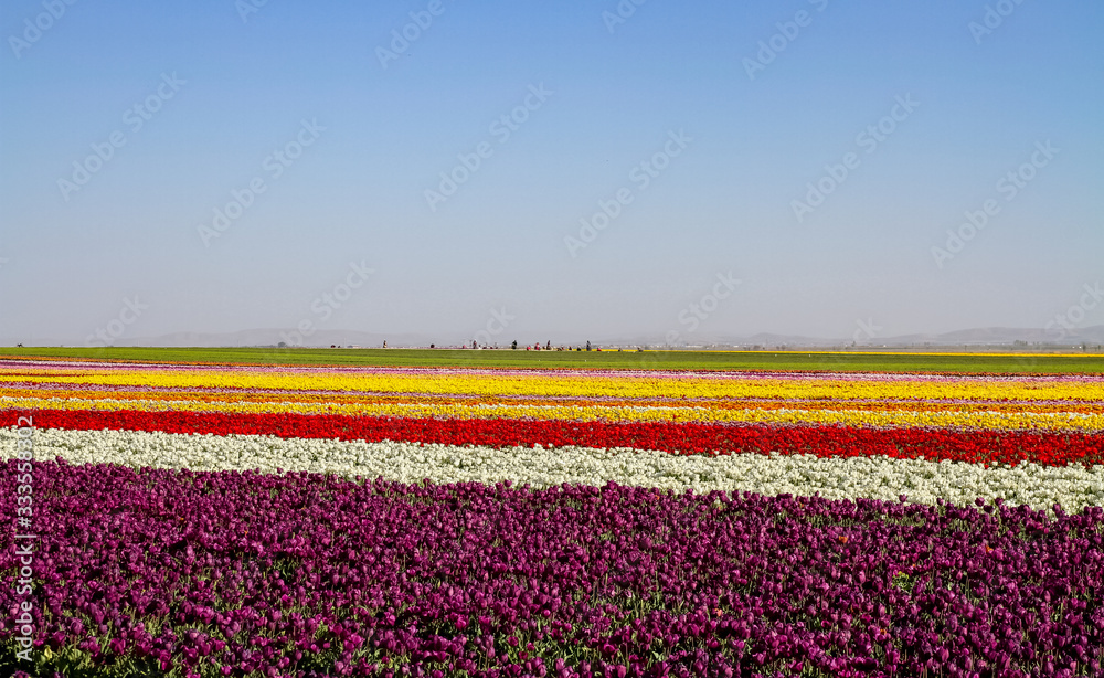A magical landscape with blue sky over tulip field in KONYA TURKEY.