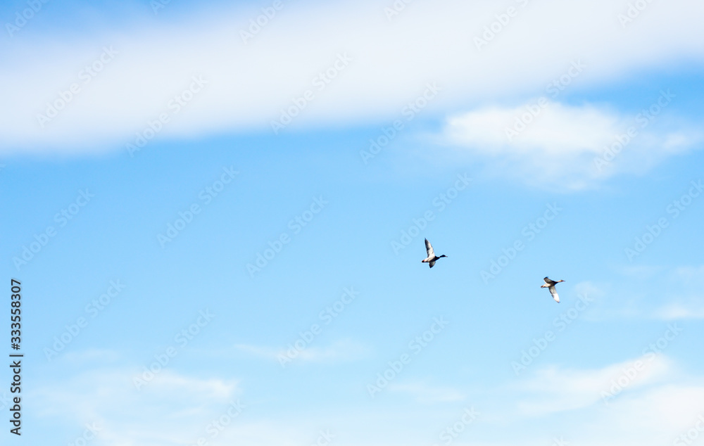 Silhouettes of migratory ducks flying in the blue sky.