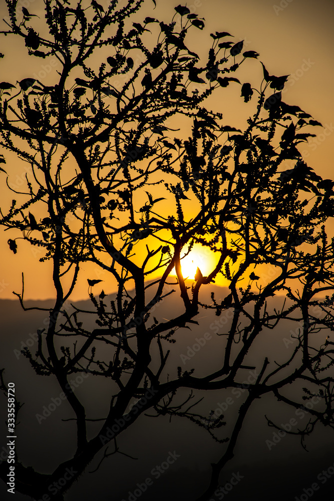 silhouette of tree in sunrise - Bisle ghat view point, KA India