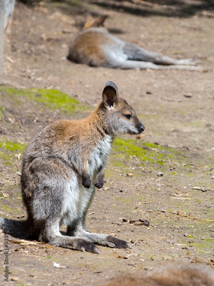 Red-necked wallaby or Bennett s wallaby baby Red-necked wallaby or Bennett s wallaby baby