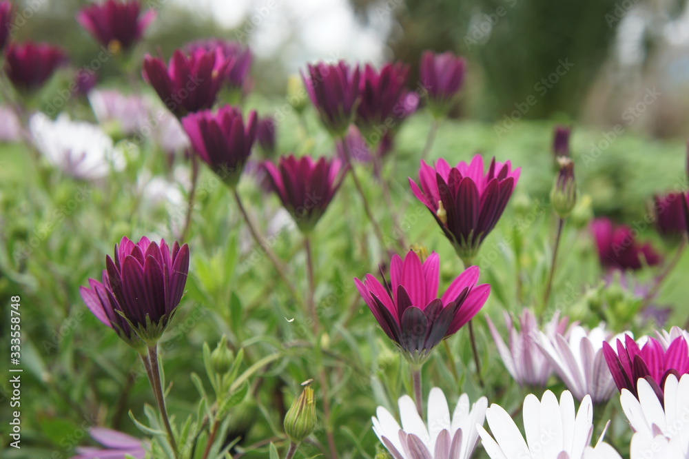 flores violetas no jardim