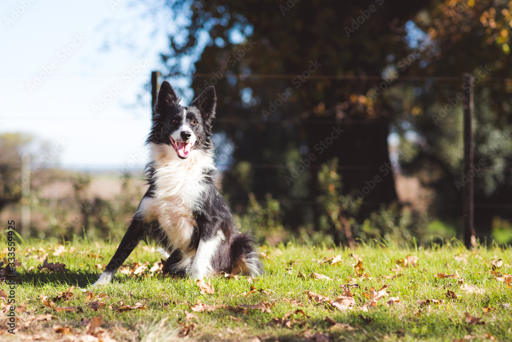 happy dog portrait on the grass